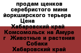 продам щенков серебристого мини йоркширского терьера › Цена ­ 20 000 - Хабаровский край, Комсомольск-на-Амуре г. Животные и растения » Собаки   . Хабаровский край